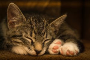 A cat sleeping for Better Sleep article