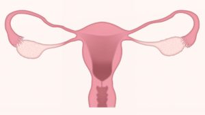Female cervix for How the HPV Vaccine Helps to Prevent Cancer article