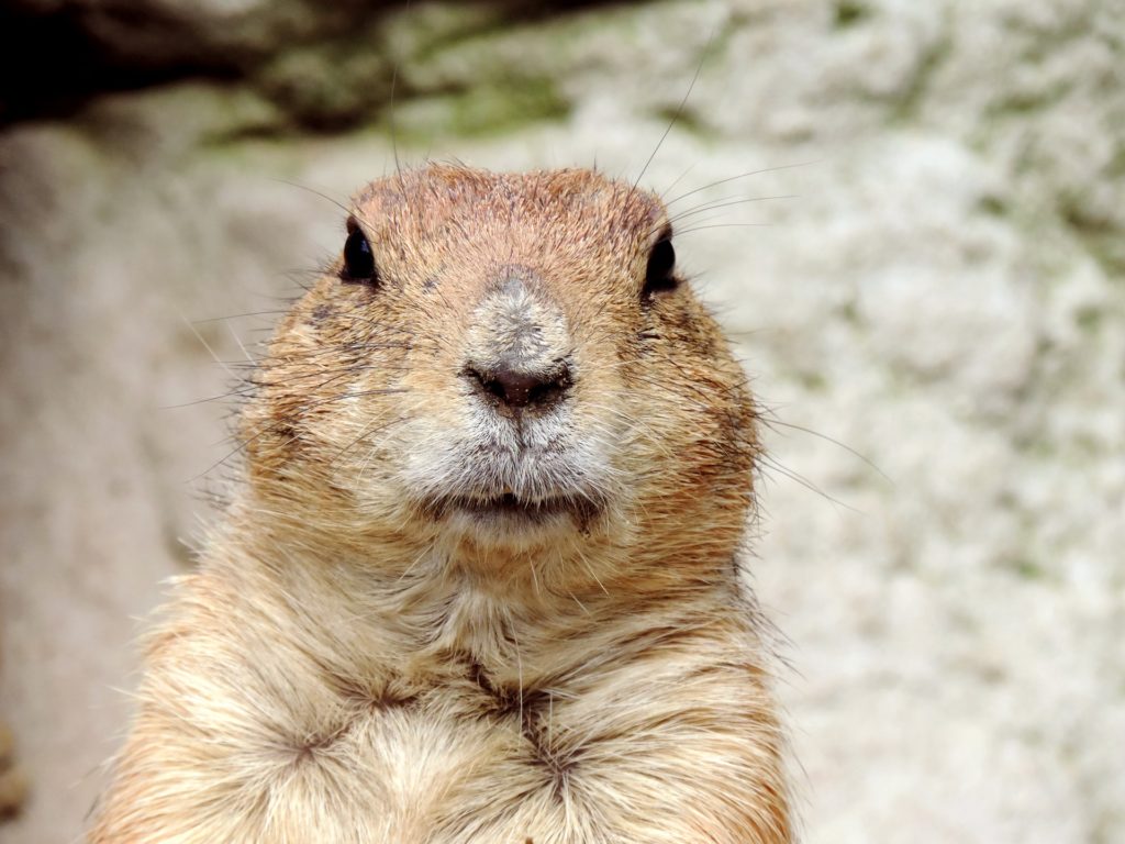 Groundhog for Covid19 keeping control of mental health article