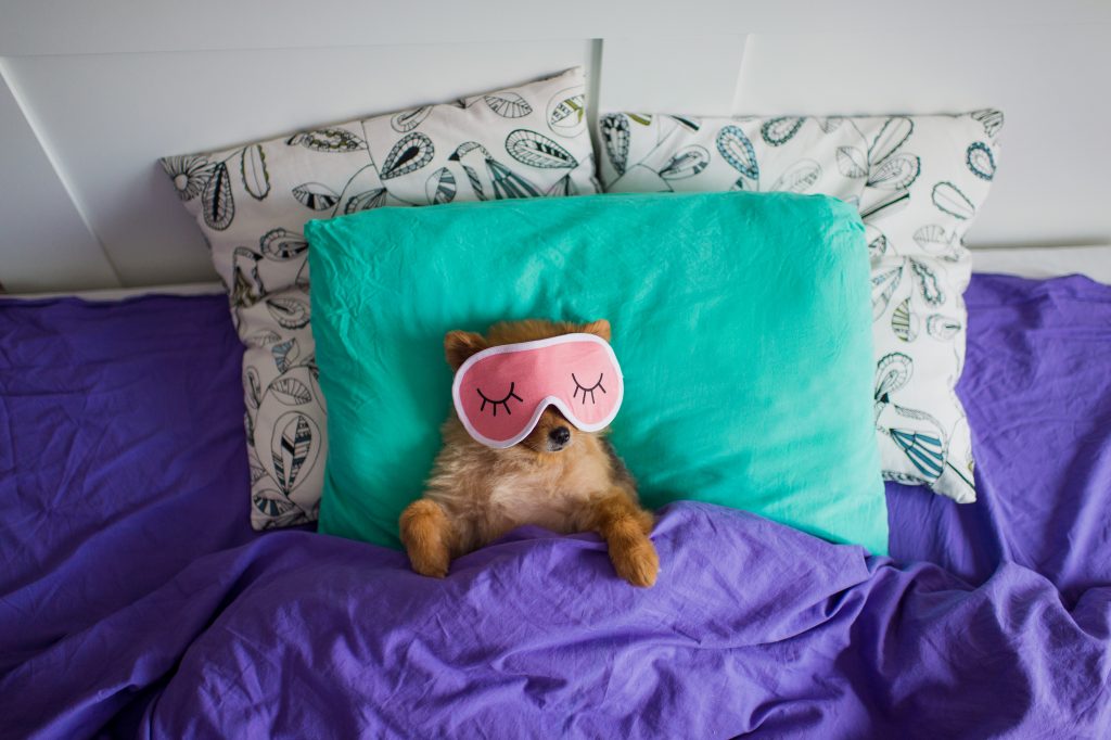 Dog wearing sleep mask for how to keep healthy article