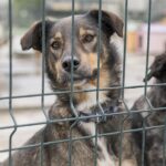 Dog behind a caged fence