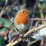 Robin bird on a branch